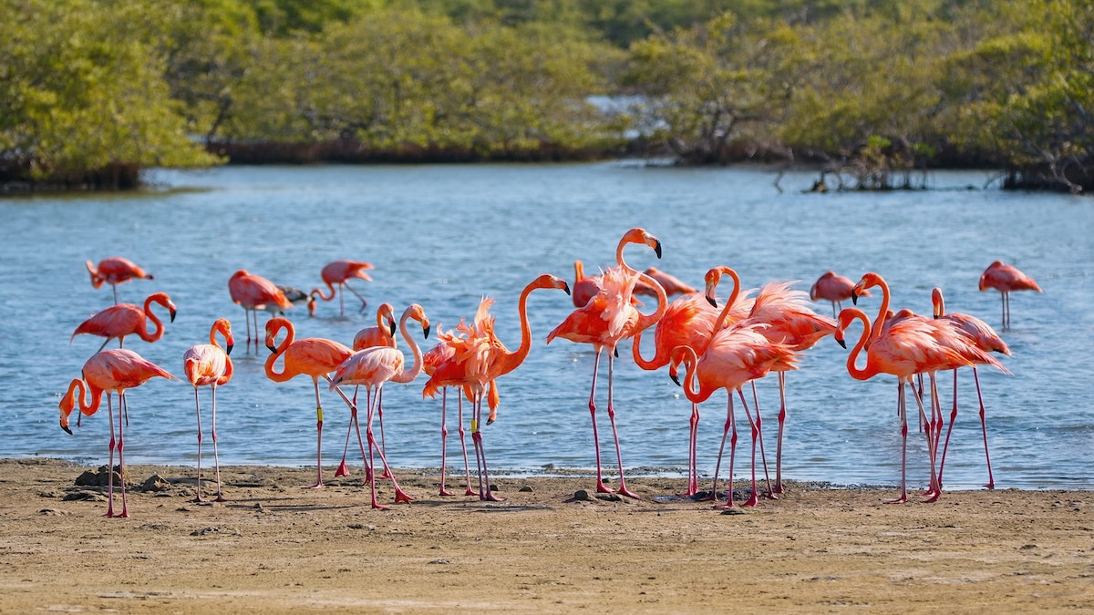 These are the best places to spot wildlife in the Caribbean