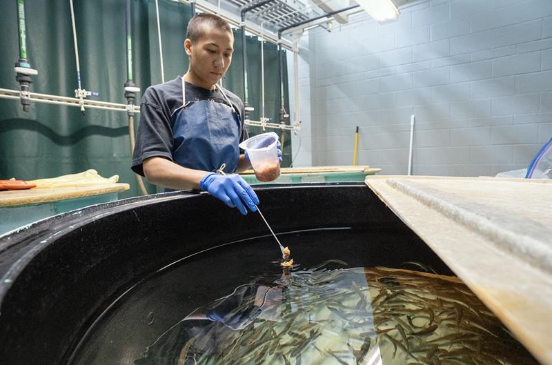 As salmon in Alaska plummet, scientists home in on a killer