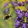 For wild bumble bees, diet isn’t one-size-fits-all