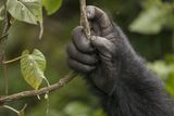 Long Thumbs and Large Brains Co-Evolved in Primates, Giving Humans Our Most Unique Traits