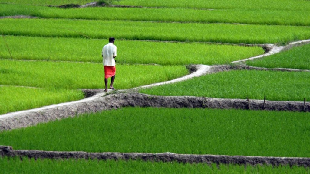 Kerala Grants Farmers Unrestricted Land Use Rights on Assigned Lands