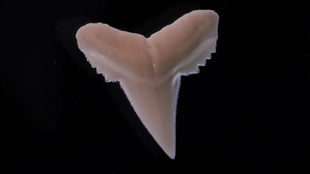 Sharks may be losing their bite