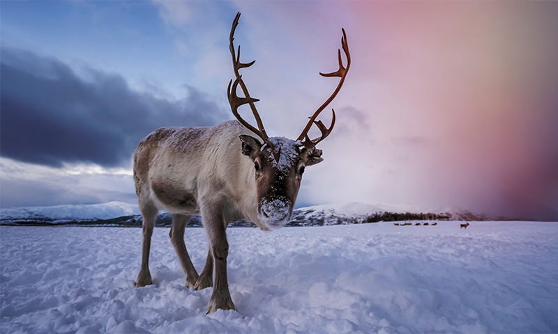 Reindeer Are Vanishing