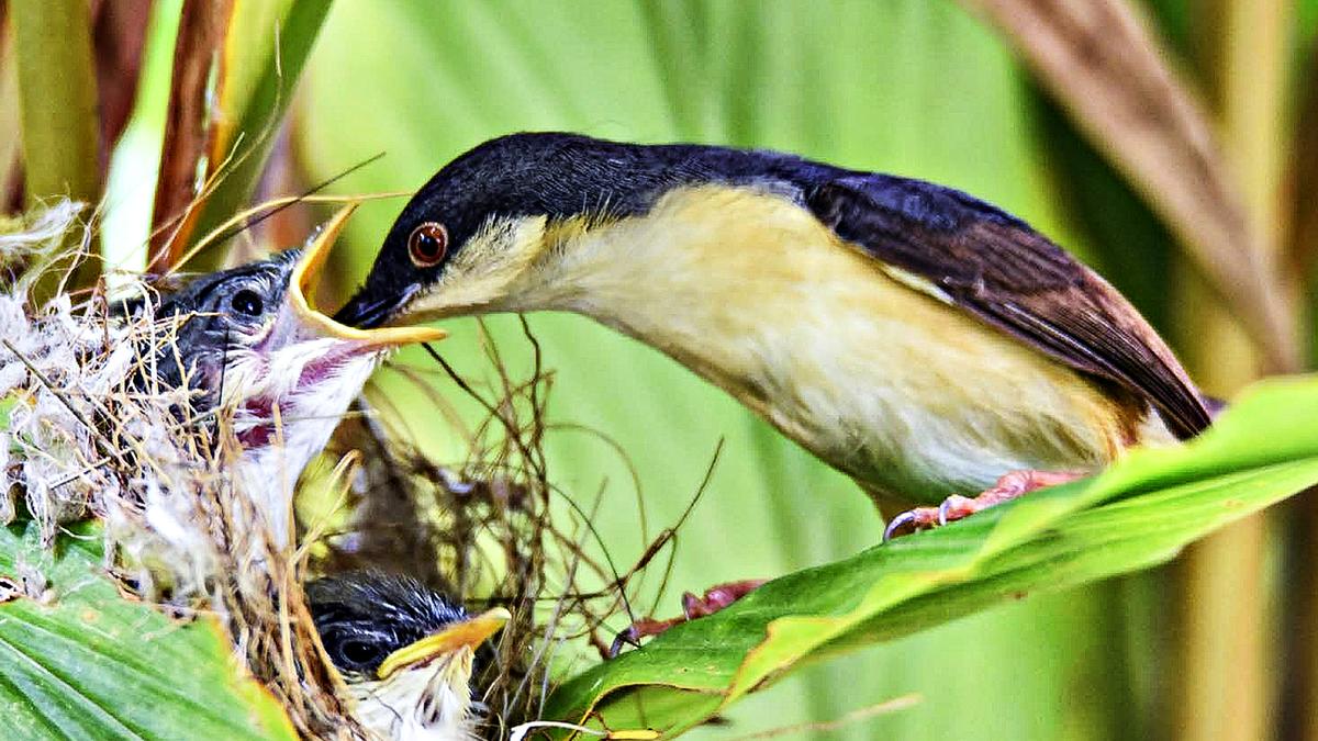 why-are-five-bird-species-widely-distributed-than-others-in-hyderabad?-what-do-they-feed-on?