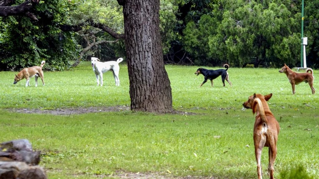 Rajasthan Issues India's First Stray Dog Guidelines Following Supreme Court Directive