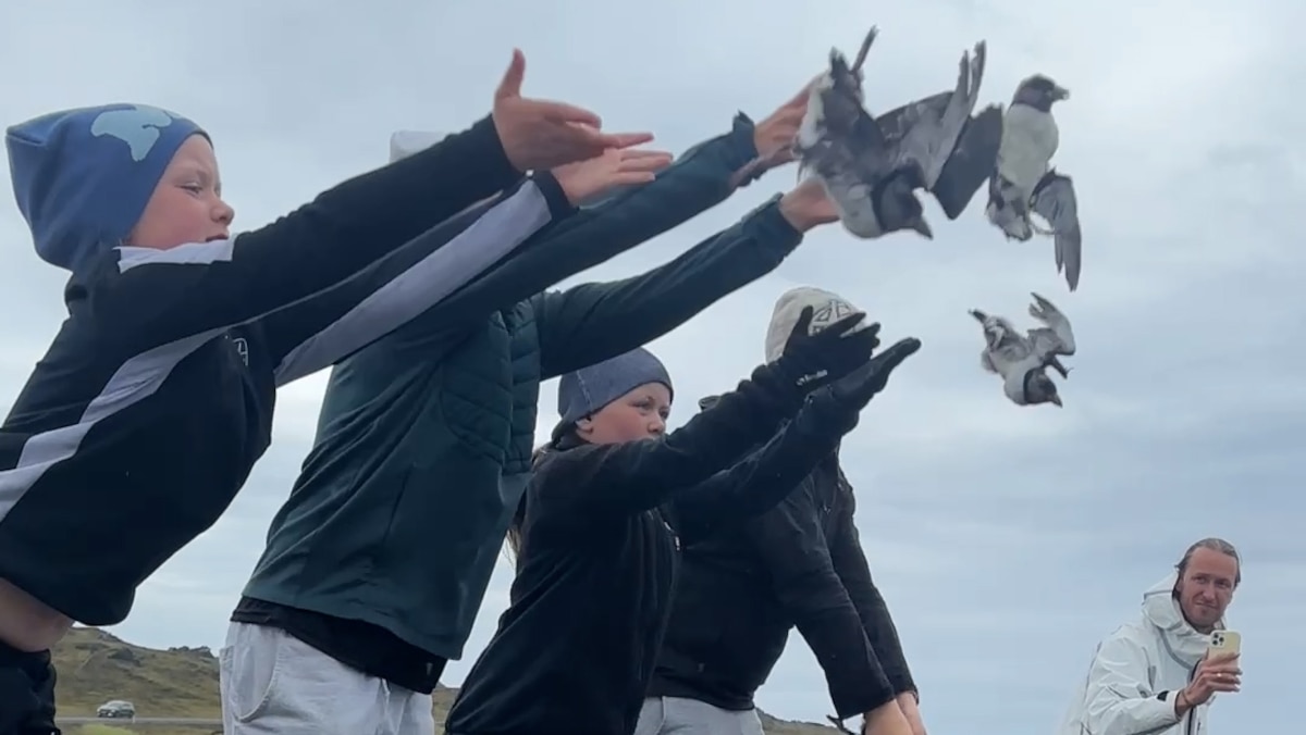 It’s ‘throw a baby puffin off a cliff’ season in Iceland