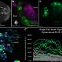 Sniffing out how stem cells become olfactory neurons in living animals