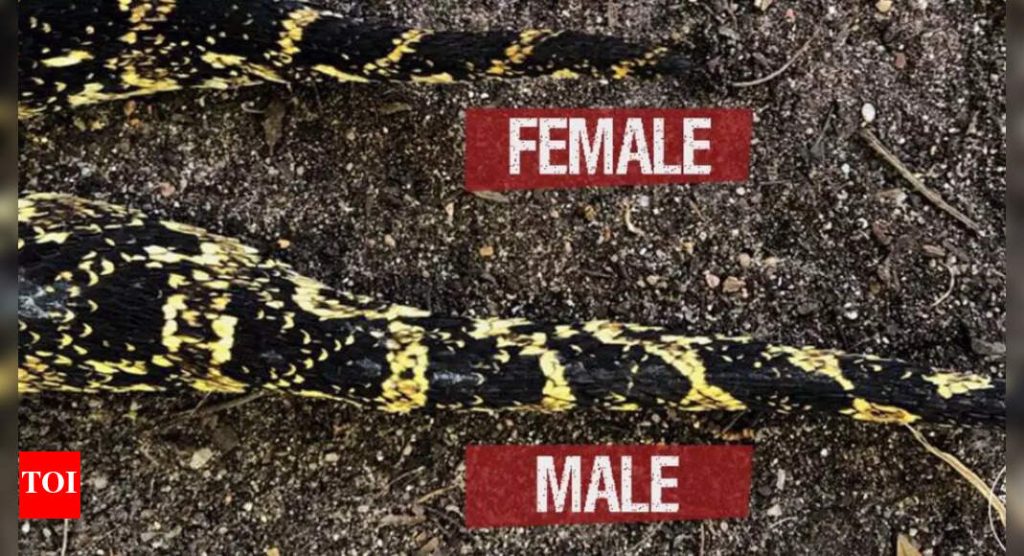 How to recognise difference between male and female snakes: Tail length, colour, expert gender identification techniques and more