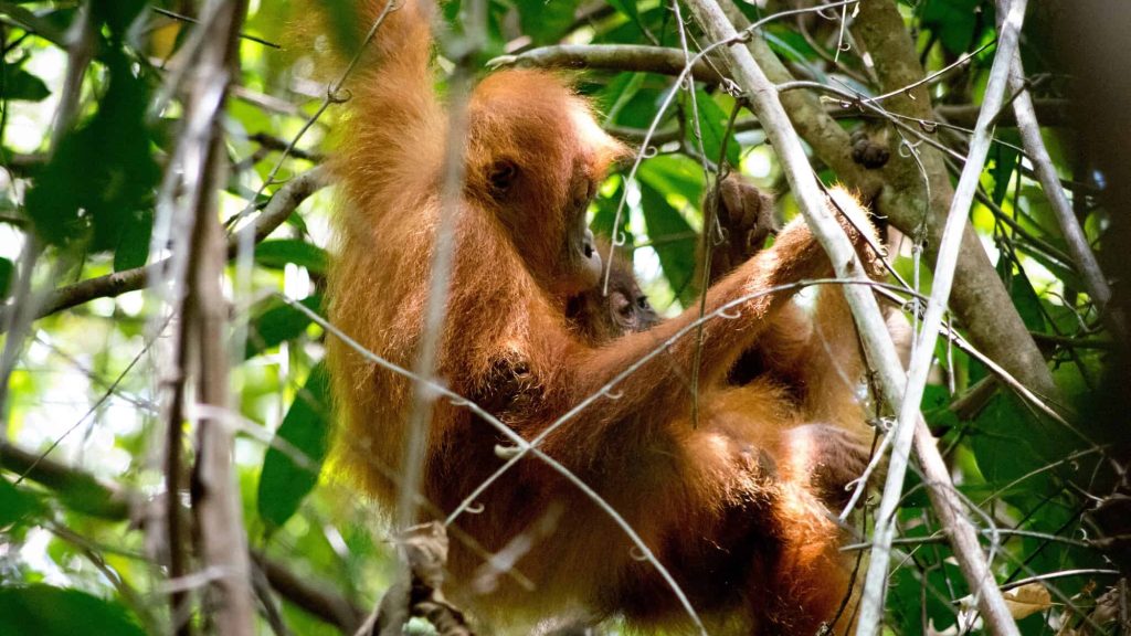Baby orangutans spy on mom to build cozy treehouse nests
