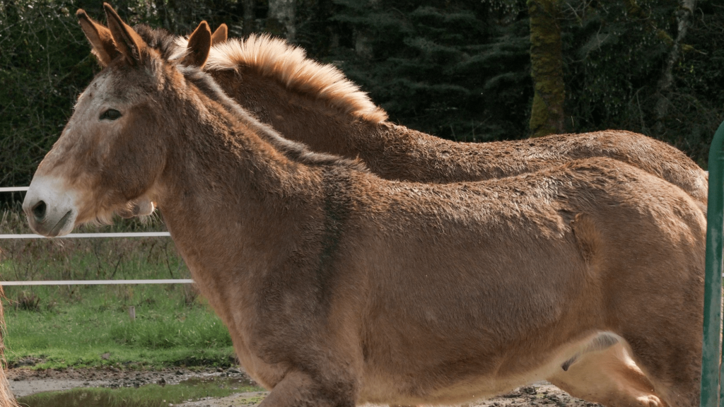 Meet the chonky, hard-working mules of Olympic National Park