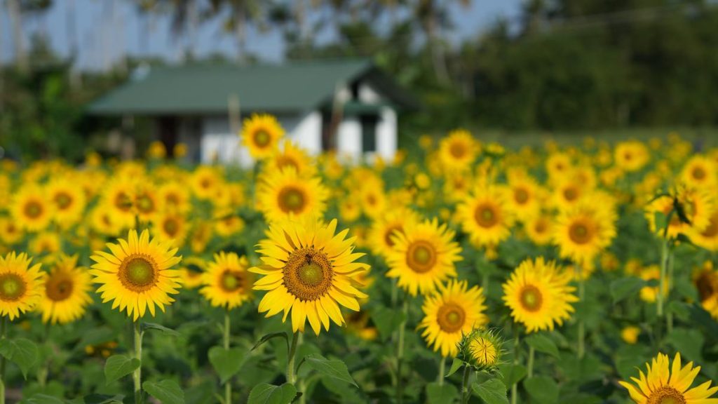 Sunflower Field in Thiruvananthapuram Becomes Local Attraction
