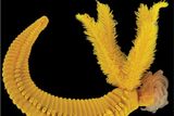 This Worm’s Golden Color Is Toxic, But Is Necessary to Survive in the Deep Sea