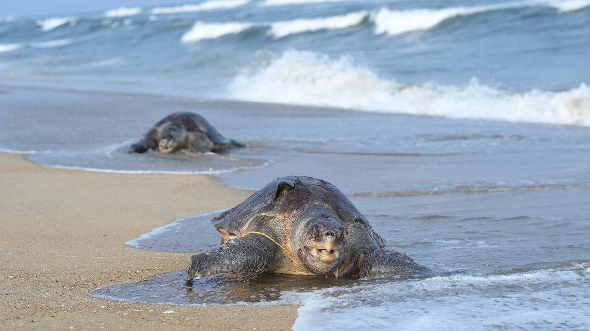 tamil-nadu-to-conduct-telemetry-study-on-olive-ridley-sea-turtles-to-identify-movement-routes,-hotspots