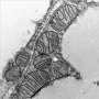 Researchers discover new microprotein that controls metabolic health in mouse fat cells