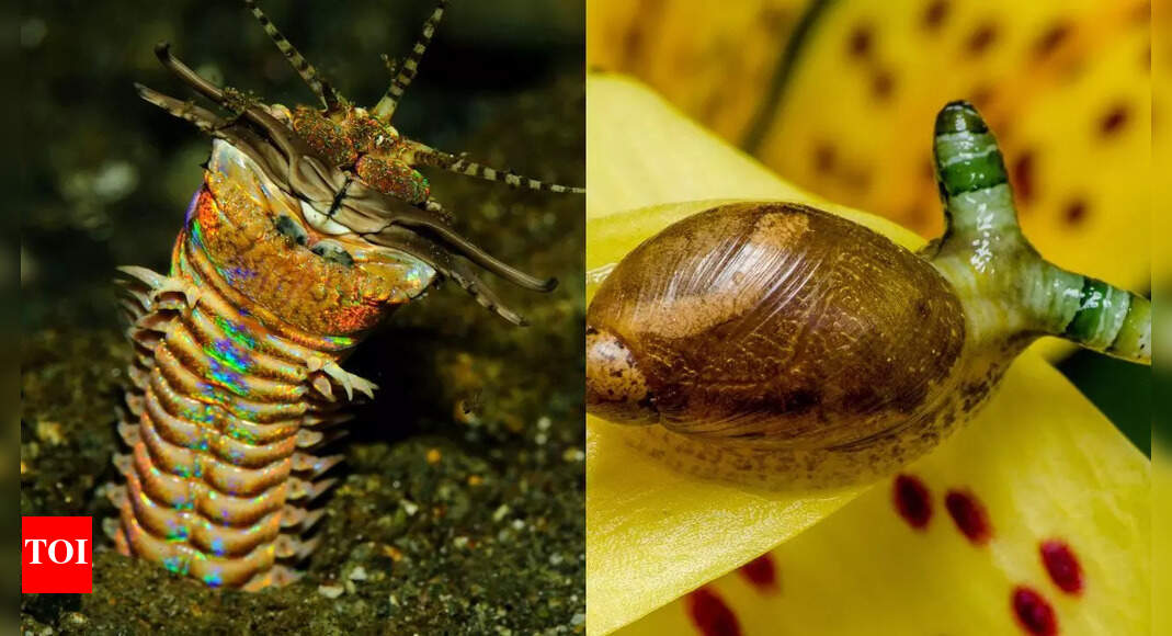 10 Creepiest worms on Earth: Bobbit worm, parasites, and deadly predators