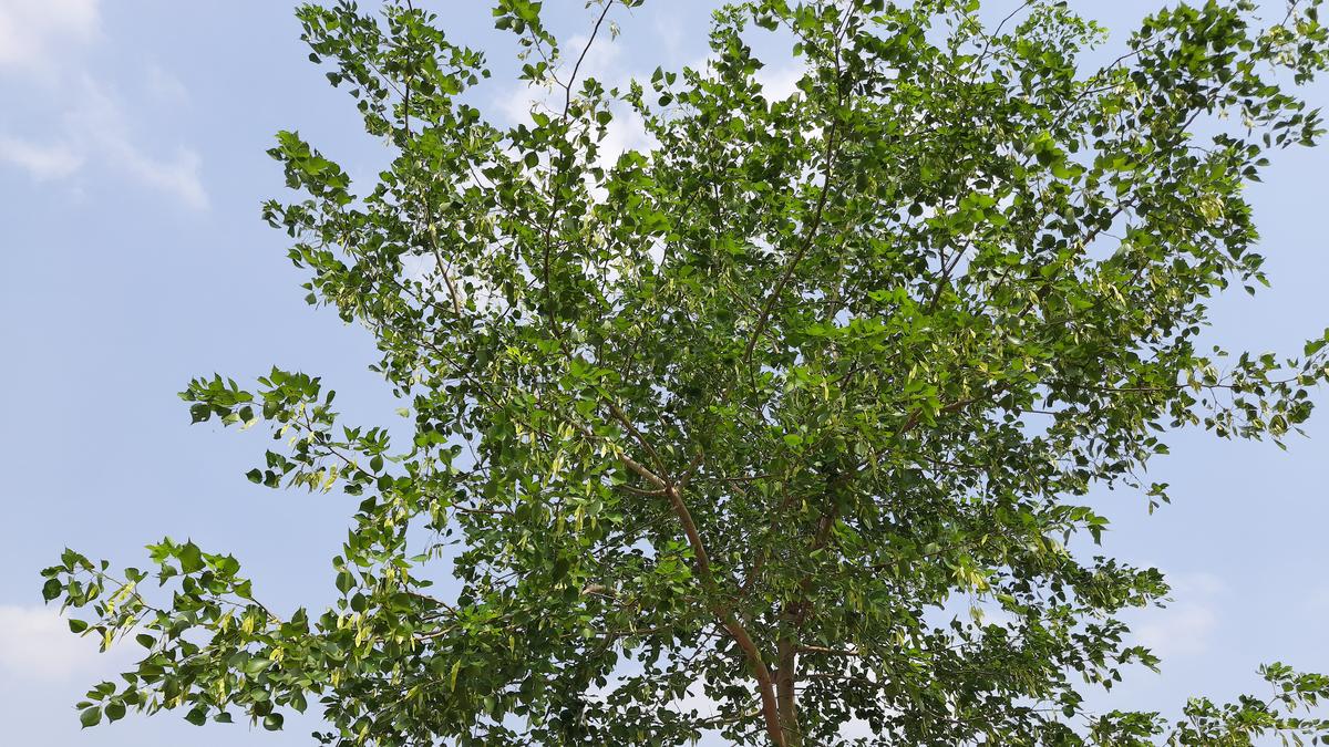 tamil-nadu-has-lowest-density-of-rosewood-tree-population-in-south-india,-finds-study