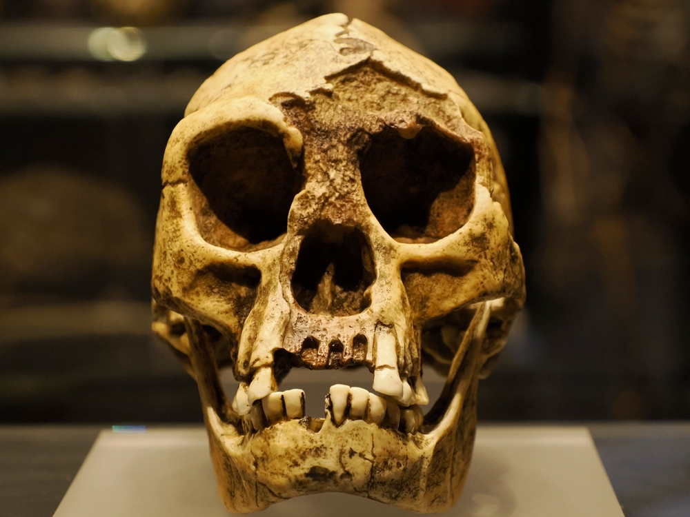 Our Ancient Ancestors Loved Eating Grasses, and It Eventually Transformed Their Teeth