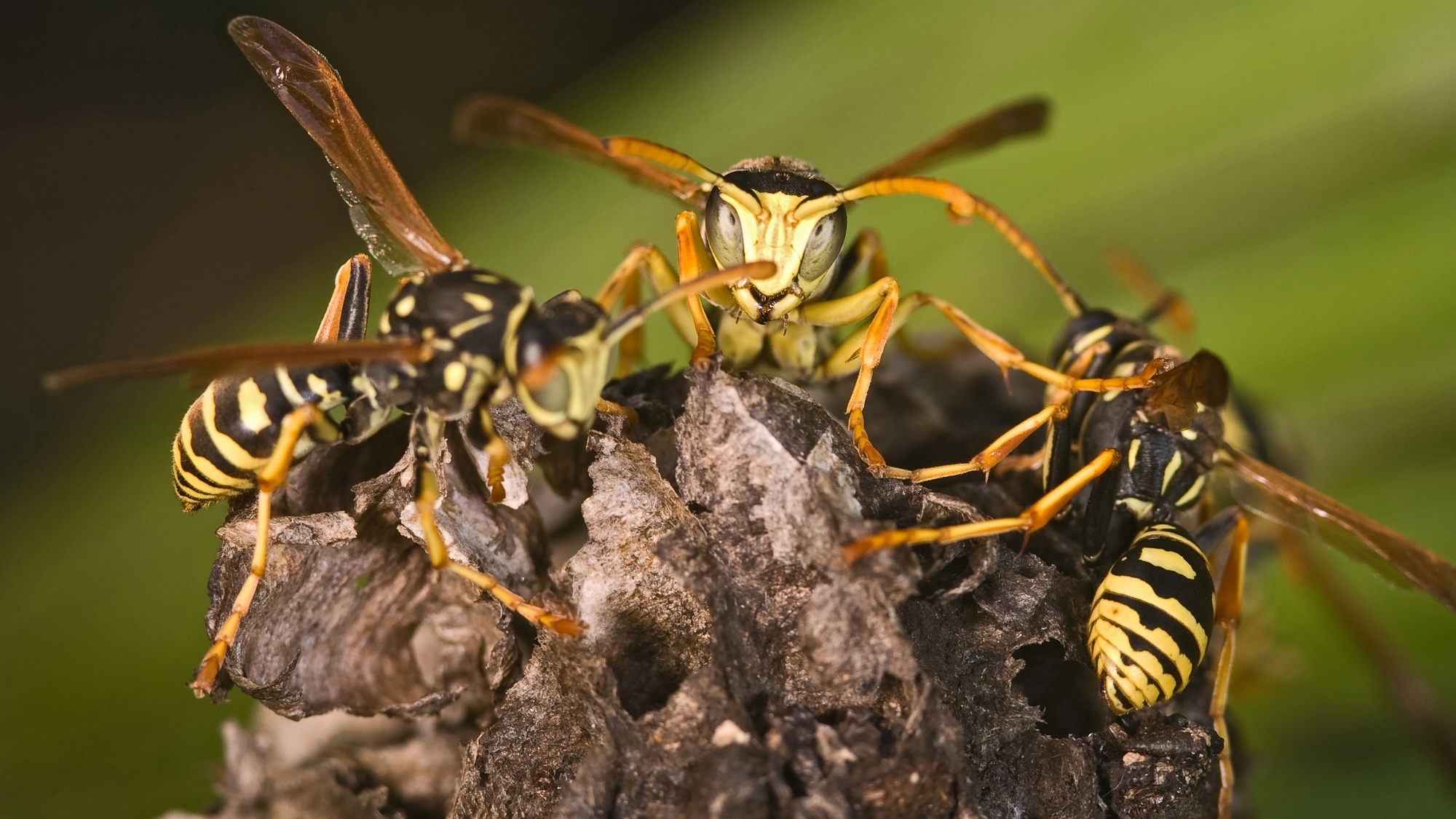 Radioactive wasp nest found at former nuclear weapons site