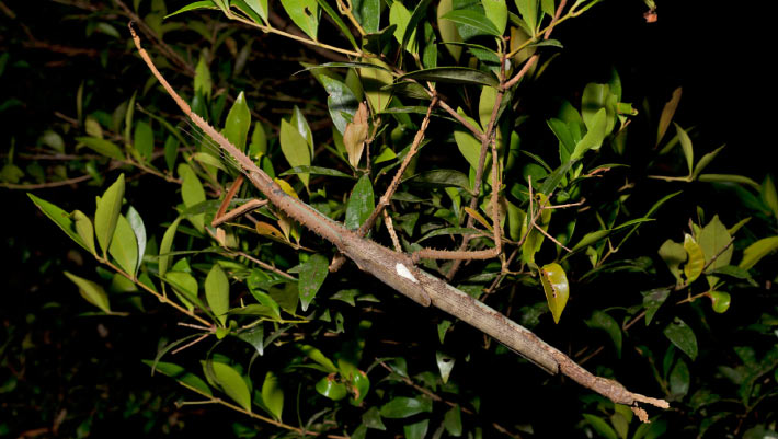 New Species of Giant Stick Insect Discovered in Australia
