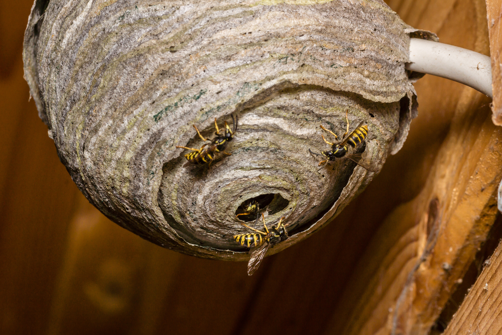 Highly-Radioactive Wasp Nest Found at Nuclear Waste Facility With No Wasps to be Seen
