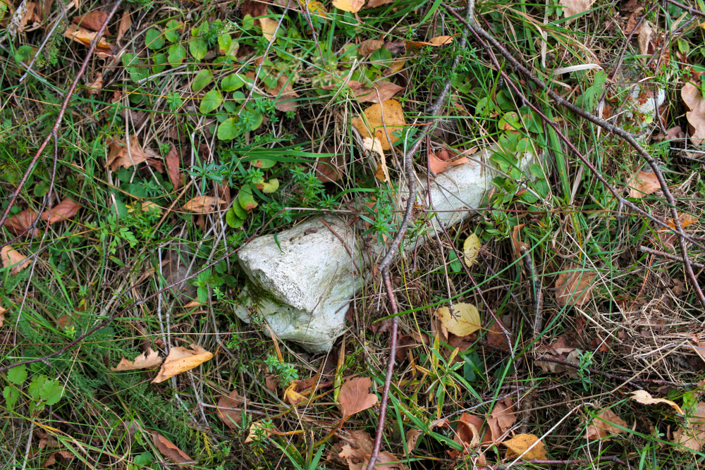 Why Don’t We See More Dead Animal Remains While Strolling in the Woods?
