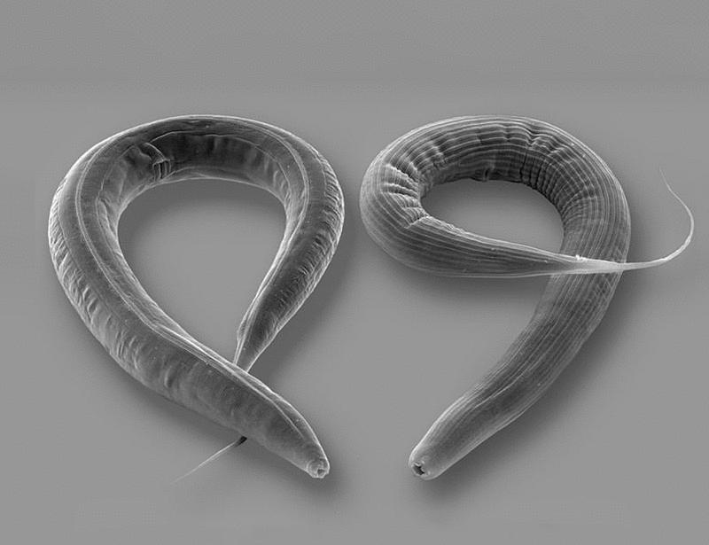 The mind of a predatory worm | Science
