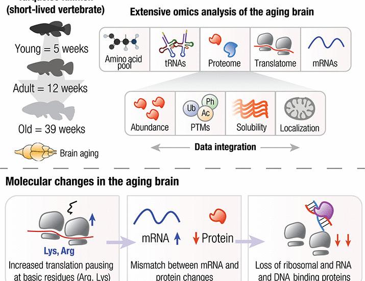 Altered translation elongation contributes to key hallmarks of aging in the killifish brain | Science