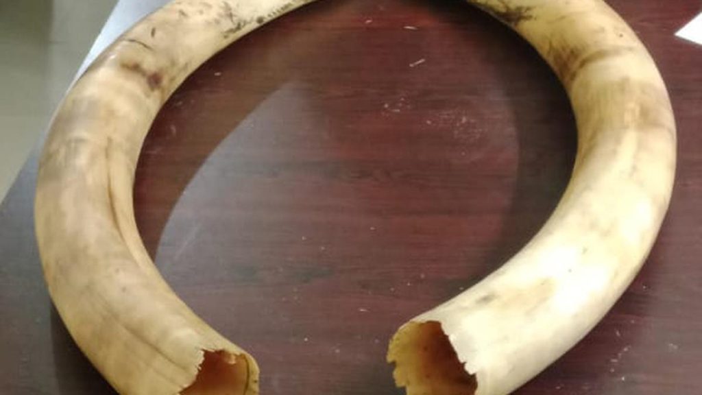 Tripura Officials Seize Three Elephant Tusks