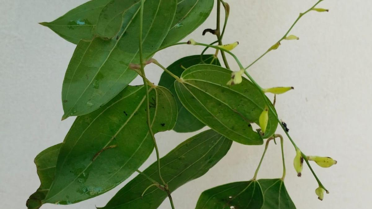 researchers-identify-new-tuber-species-from-western-ghats-in-kerala’s-wayanad-district