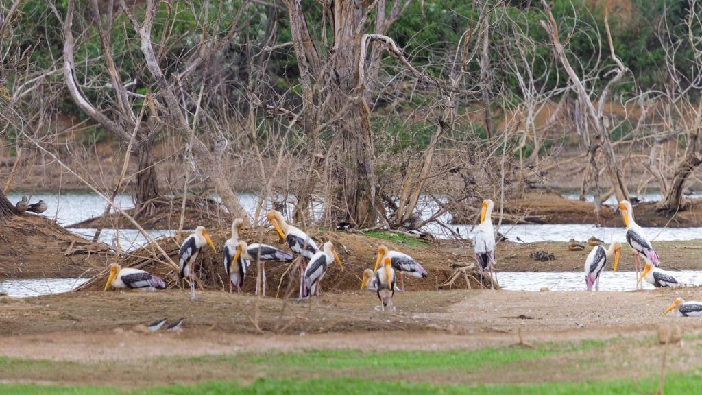Elathur lake in Erode notified as Tamil Nadu’s third Biodiversity Heritage Site