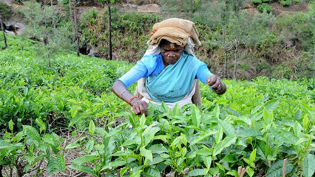 Chennai Braces for Rise in Tea and Coffee Prices
