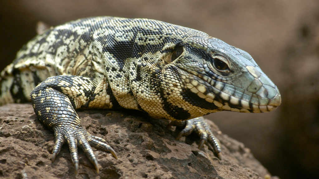 Summer 2025’s hottest stars were escaped lizards