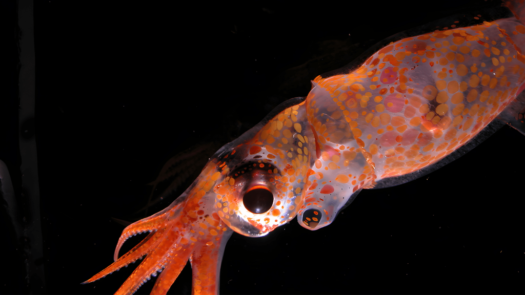 9 other worldly images of ‘The Radiant Sea’