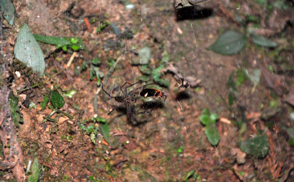 Nocturnal Spiders Use Trapped Fireflies as Glowing Bait to Attract Additional Prey, Study Confirms
