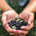 Dietitian says blueberries are nature’s most powerful anti-inflammatory fruit, but there’s a catch in how you pick them