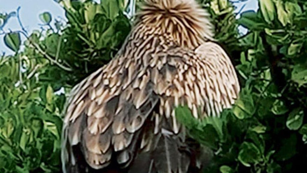 India Unveils First Vulture Conservation Portal in Assam