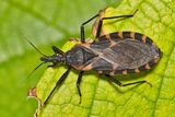 Kissing Bugs Are Spreading Chagas Disease, Which Can Cause Major Heart Problems 