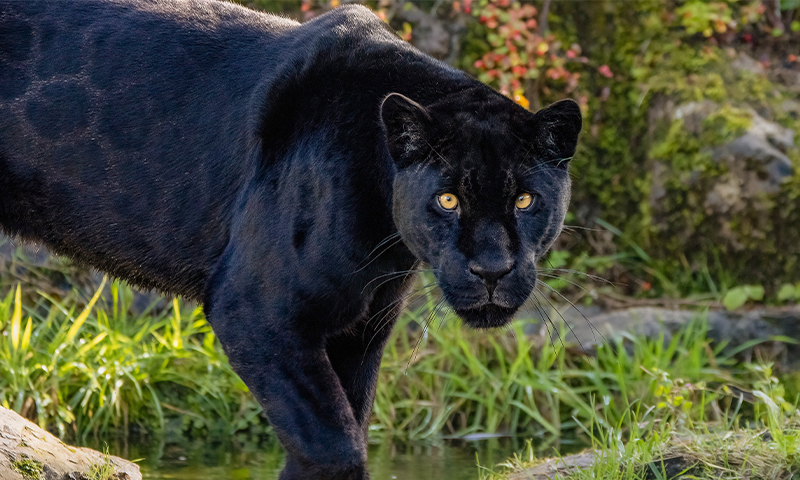 Wild Jaguars Caught in the Act