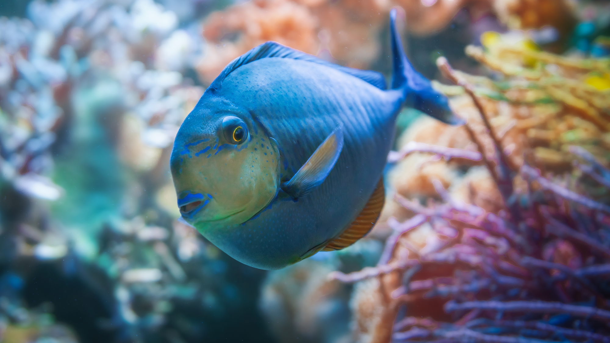 A rainbow of fish dazzles in New Jersey