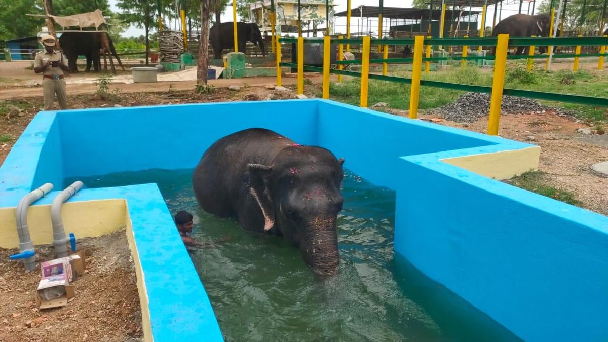 hydrotherapy-pool-at-rehabilitation-centre-near tiruchi-helps-rescued-elephants-cool-off