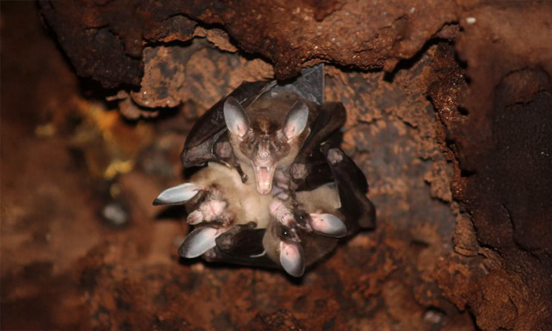 These Carnivorous Bats Are Softies