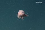 This Adorable Bumpy Snailfish Is One of Three New Species Discovered in the Deep-Sea
