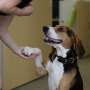 Benchmark study tracks trends in dog behavior