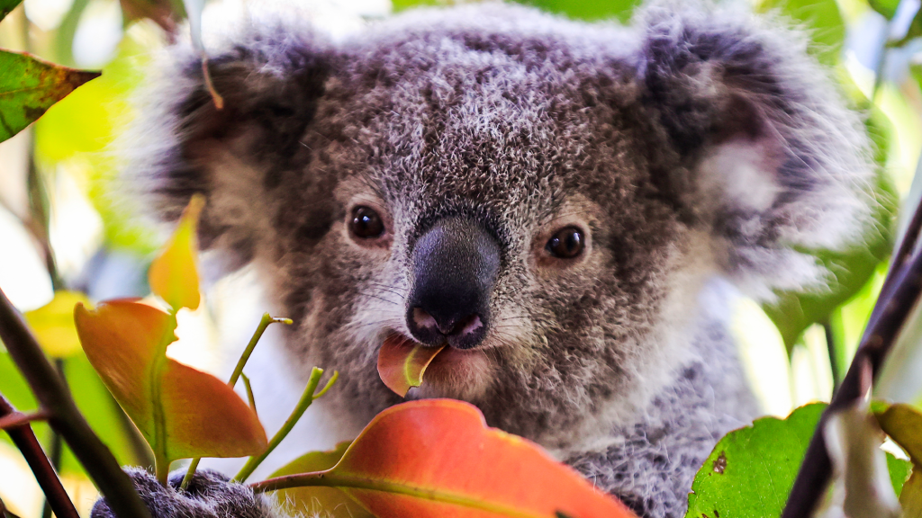 First koala chlamydia vaccine approved