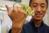 Slingshot Tongues of Chameleons and Salamanders Could Transform Tech in Medicine and Space