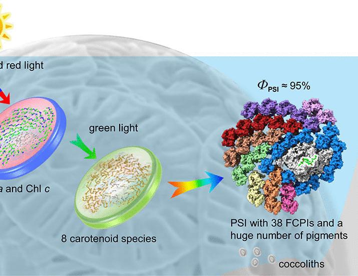 Structure and function of a huge photosystem I–fucoxanthin chlorophyll supercomplex from a coccolithophore | Science