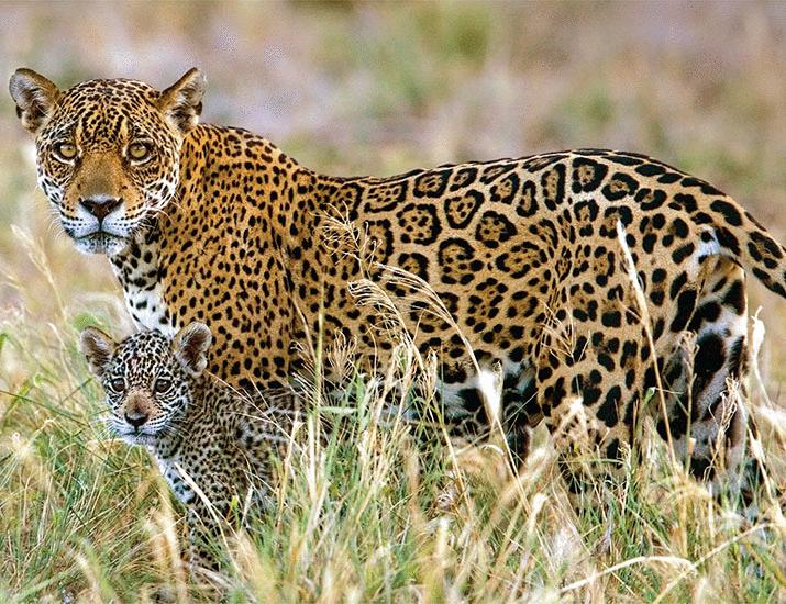 Bolivia must prioritize biodiversity | Science