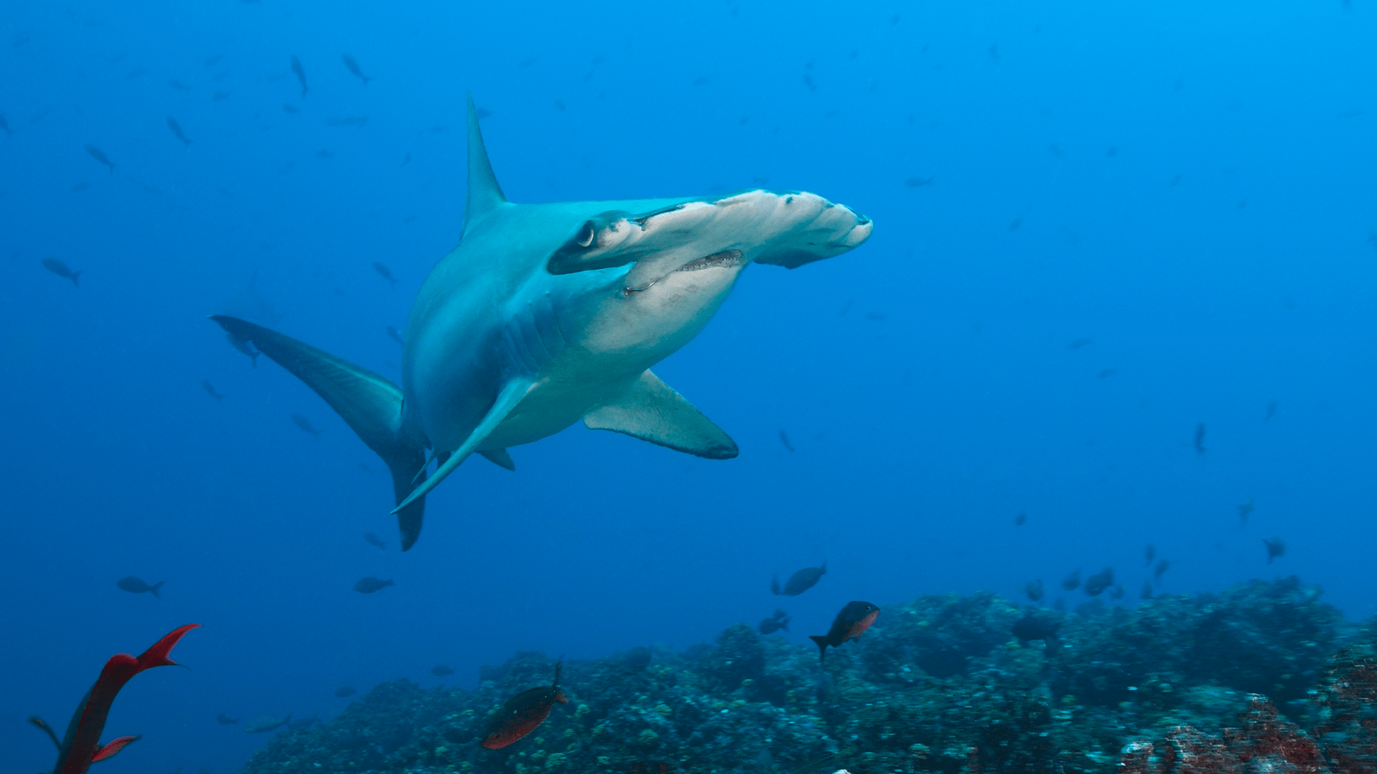 Endangered shark meat keeps ending up on store shelves