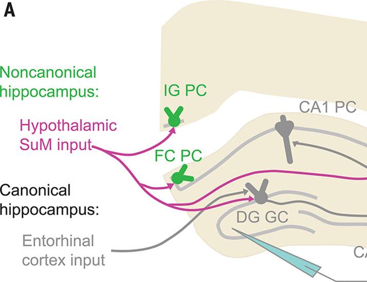Noncanonical circuits, states, and computations of the hippocampus | Science