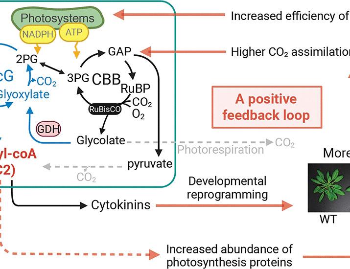 Dual-cycle CO2 fixation enhances growth and lipid synthesis in Arabidopsis thaliana | Science
